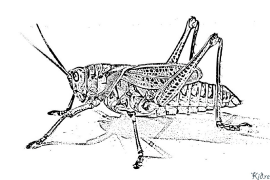 កីឡា cricket ទំព័រពណ៌ដែលអាចបោះពុម្ពបាន។